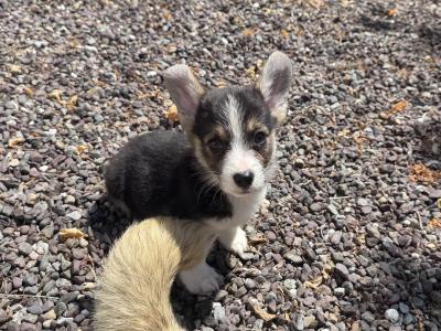 Corgi puppies for sale in Cork