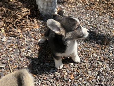 Corgi puppies for sale in Cork