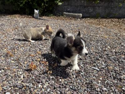 Corgi puppies for sale in Cork