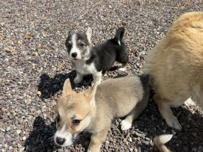 Corgi puppies for sale in Cork