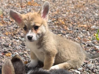 Pedigree Corgi puppies for sale IKC Registered (pending)