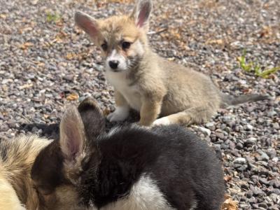 Corgi puppies for sale in Cork