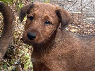 Beautiful Pedigree Irish Terrier puppies in Cork