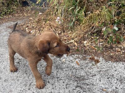 Beautiful Pedigree Irish Terrier puppies in Cork