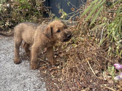 Beautiful Pedigree Irish Terrier puppies in Cork