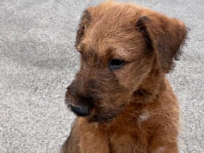 Beautiful Pedigree Irish Terrier puppies in Cork