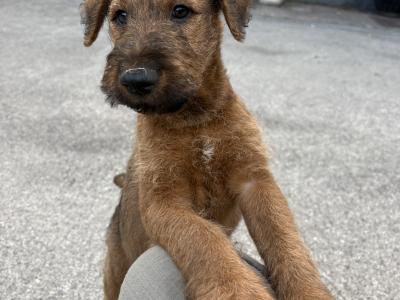Beautiful Pedigree Irish Terrier puppies in Cork