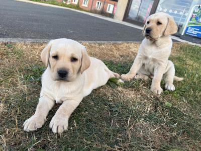 Beautiful Labrador puppies for sale in Kildare