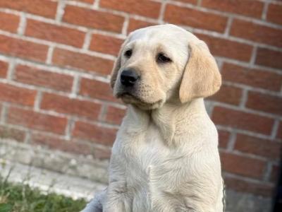 Beautiful Labrador puppies for sale in Kildare