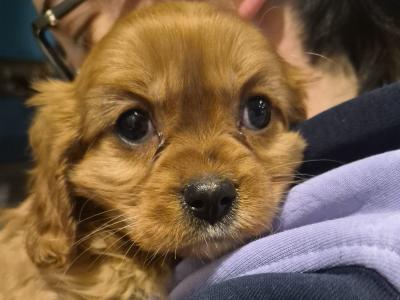 Beautiful Cavalier King Charles Spaniel pups in Sligo