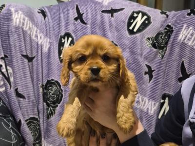 Beautiful Cavalier King Charles Spaniel pups in Sligo