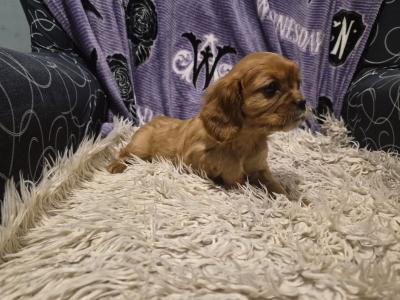 Beautiful Cavalier King Charles Spaniel pups in Sligo