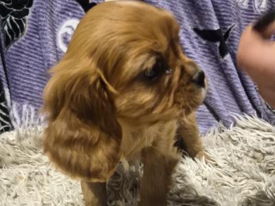 Beautiful Cavalier King Charles Spaniel pups in Sligo