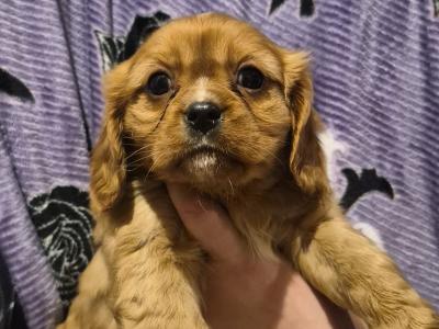 Beautiful Cavalier King Charles Spaniel pups in Sligo