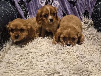Beautiful Cavalier King Charles Spaniel pups in Sligo