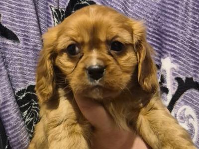 Beautiful Cavalier King Charles Spaniel pups in Sligo