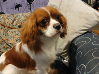 Beautiful Cavalier King Charles Spaniel pups in Sligo