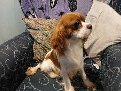 Beautiful Cavalier King Charles Spaniel pups in Sligo