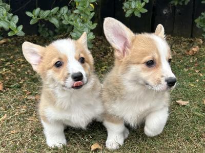 IKC Registered Welsh Corgi Pembroke puppies in Wexford