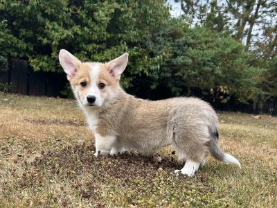 IKC Registered Welsh Corgi Pembroke puppies in Wexford