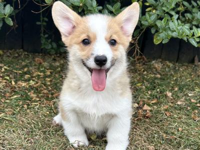 IKC Registered Welsh Corgi Pembroke puppies in Wexford