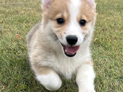 IKC Registered Welsh Corgi Pembroke puppies in Wexford