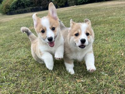 IKC Registered Welsh Corgi Pembroke puppies in Wexford