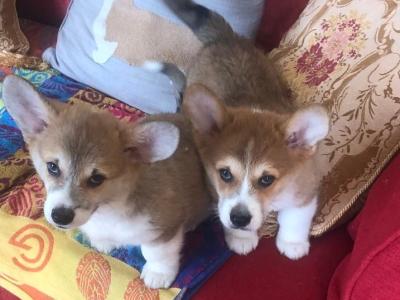 Two male Welsh Corgi Pembroke puppies in Wexford