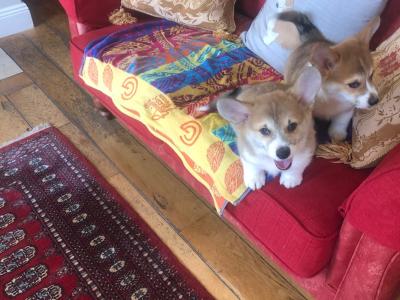 Two male Welsh Corgi Pembroke puppies in Wexford