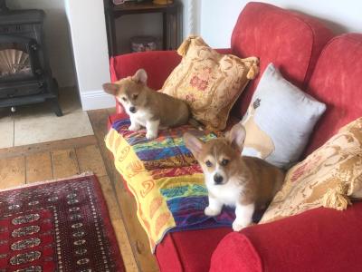 Two male Welsh Corgi Pembroke puppies in Wexford