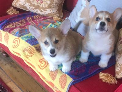 Two male Welsh Corgi Pembroke puppies in Wexford