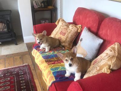 Two male Welsh Corgi Pembroke puppies in Wexford
