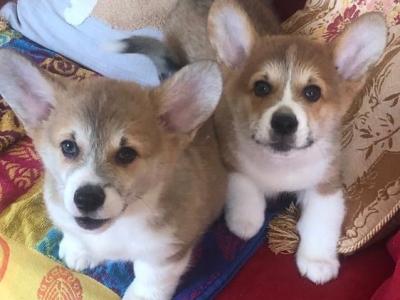 Two male Welsh Corgi Pembroke puppies in Wexford