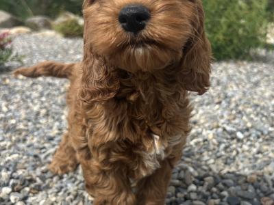 Golden Cockapoo puppies in Wexford