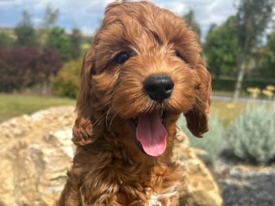 Golden Cockapoo puppies in Wexford