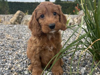 Golden Cockapoo puppies in Wexford