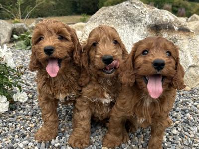 Golden Cockapoo puppies in Wexford