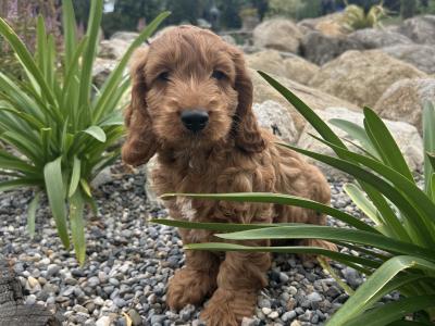 Golden Cockapoo puppies in Wexford