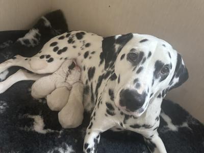 IKC (Pending) Liver Spotted female Dalmatian pup in Sligo