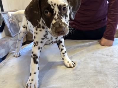 IKC (Pending) Liver Spotted female Dalmatian pup in Sligo