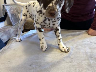 IKC (Pending) Liver Spotted female Dalmatian pup in Sligo
