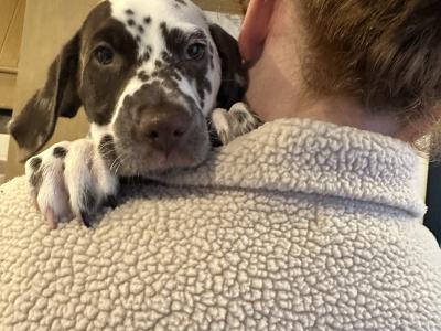 IKC (Pending) Liver Spotted female Dalmatian pup in Sligo