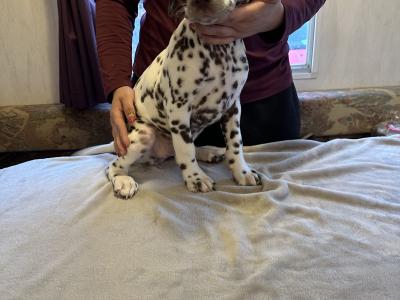 IKC (Pending) Liver Spotted female Dalmatian pup in Sligo