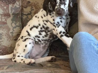 IKC (Pending) Liver Spotted female Dalmatian pup in Sligo