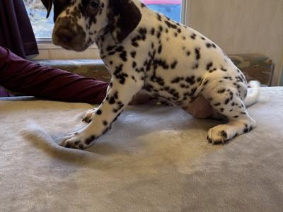 IKC (Pending) Liver Spotted female Dalmatian pup in Sligo