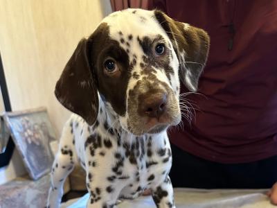 IKC Registered (pending) Liver Spotted female Dalmatian puppy in Sligo