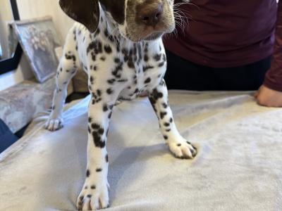 IKC (Pending) Liver Spotted female Dalmatian pup in Sligo