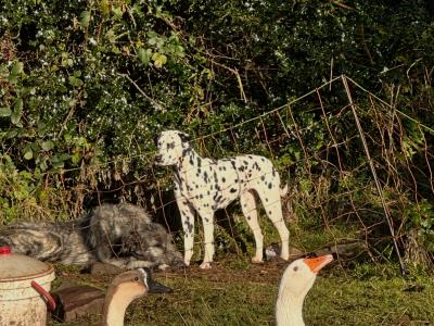 IKC (Pending) Liver Spotted female Dalmatian pup in Sligo