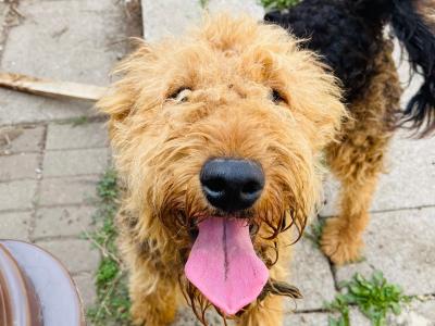 Pedigree male Airedale Terrier – Purebred Champion Bloodline