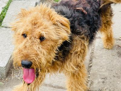 Pedigree male Airedale Terrier – Purebred Champion Bloodline
